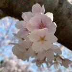2023年4月1日 レクリエーションはお花見🌸