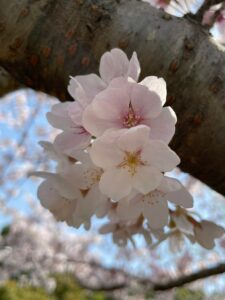 2023年4月1日 レクリエーションはお花見🌸