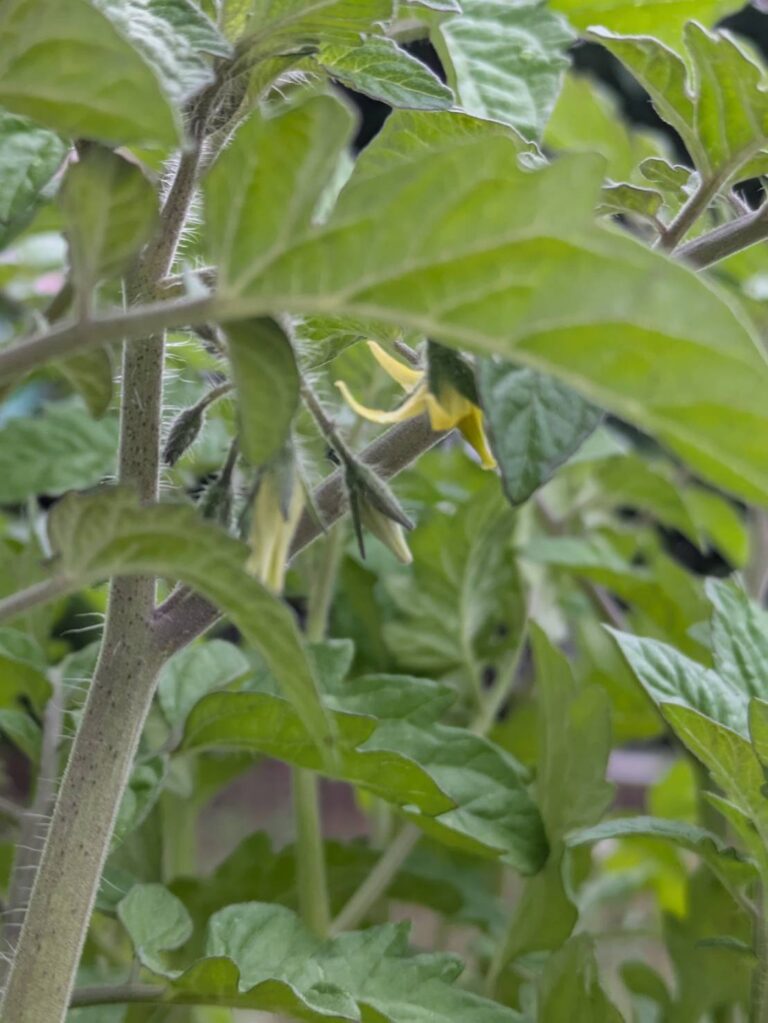 ゆずとトマトの花が咲きました(o^―^o)